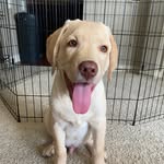 Jasper - @jasper_thedudleylab - Instagram