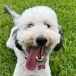 Jasper Ferguson - @jasperfergthedoodle - Instagram