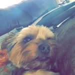 Jasper Forbes - @jasper_the_yorkie7707 - Instagram