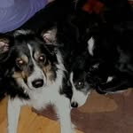speckles and jasper freeman - @freemandoggies19 - Instagram