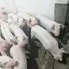 Jasper Gross - @jasper.gross3 - TikTok
