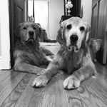 Jasper and Hardy - @twogoofygoldens - Instagram