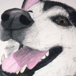 Jasper Hardy - @jasper_roo_the_husky - Instagram