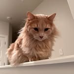 Jasper Hicks - @the.fat1 - Instagram
