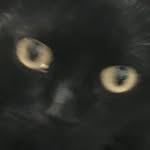 Jasper The Cat - @jasperhicksthecat - Instagram