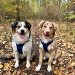 Mando and Jasper - @mando.jasper.hicks - Instagram