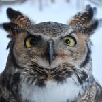 アメリカワシミミズクのジャスパー - @jasper__horned_owl - Instagram