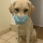 Jasper Horne - @jasper_thefriendlylabrador - Instagram