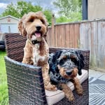 Hudson&Jasper - @hudson.and.jasper - Instagram