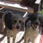 Jasper & Hudson - @thepartipoodles - Instagram
