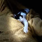 Jasper Fenton Hunt - @jasper_the_chonk - Instagram