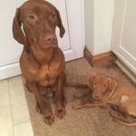 Jasper Hunt - @jasperandfrankiehuntvizsla - Instagram