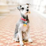 Jasper Hunt - @jasper.the.mini - Instagram