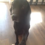 Jasper James - @jasperjames_labrador - Instagram