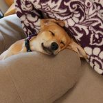 Jasper Jamison Flores - @mydog.jasper - Instagram