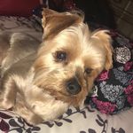 Jasper🐶 - @jasper.jamison - Instagram