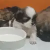 jasperjamison - @jasperandlucky29 - TikTok