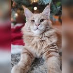 Jasper Joseph - @jasper_joseph_maincoonkitty - Instagram