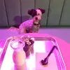 Jasper Jungle - @jasper33jungle - TikTok
