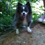 Jasper - @jasper_long_haired_chihuahua - Instagram