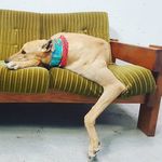Jasper Long-Doggo - @jasperlongdoggo - Instagram