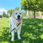 Jasper W Long - @jasper_thewhitegolden - Instagram