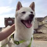 jasper lynn - @jasper.shibainu - Instagram