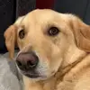 Jasper & Mack - @labsofmackbeach - TikTok