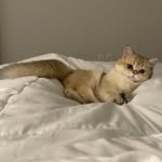 Jasper McLaughlin - @jaspurr_thecat - Instagram