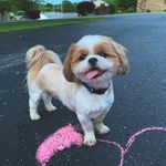 Jasper Arlo Mitchell🐾 - @jasper.thefriendlypup_ - Instagram