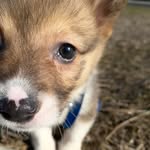 Jasper Bear Shiu-Mitchell - @jasperbearthecorgi - Instagram