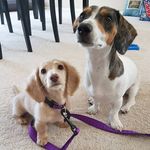 🐾JASPER, LISA & NASH🐾 - @jasper.and.lisa.thedachshunds - Instagram