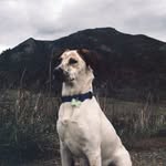 Jasper & Nelson - @sasperjasper - Instagram