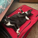 Jasper and Toothless Nelson - @jasper_toothless - Instagram