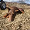 Jasper Nelson - @jasper.nelson4 - TikTok