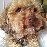 Jasper Nicholson - @jaspers_dog_adventures - Instagram