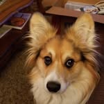 Jasper Noel - @jasperthefluffycorgi - Instagram