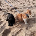 Jasper & Oliver - @jasperoliver38 - Instagram