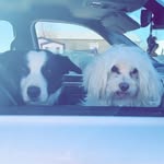 Jasper & Oliver - @jasper.oliver_ - Instagram