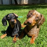 Jasper & Oliver - @daxies.jasper.and.oliver - Instagram