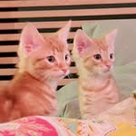 Jasper & Oliver - @jasper_and_oliver - Instagram