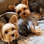 jasper and oliver🐶 - @jasper.oliver.yorkies - Instagram