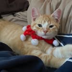Jasper and Oliver - @genzpets_oj - Instagram