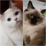 Jasper Oliver Winter Whisky Shelby 😸 - @jasper.oliver_thecat - Instagram