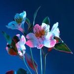 jasper_owens_1_ - @jasper_owens_1__ - Instagram