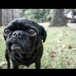 Jasper Turney Owens - @_jasperthepug_ - Instagram
