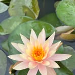 Jasper pham - Facebook