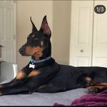 Jasper Phillips - @jasperthefriendlydobie - Instagram