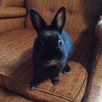 Sir Jasper Darth Vader Pierce - @thelagamuffin - Instagram