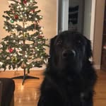 Jasper the Fluffer - @jasper_porter - Instagram